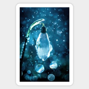 Snowdrop in Rain Sticker